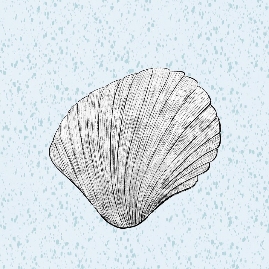 Stillwater Shell coastal sketch print